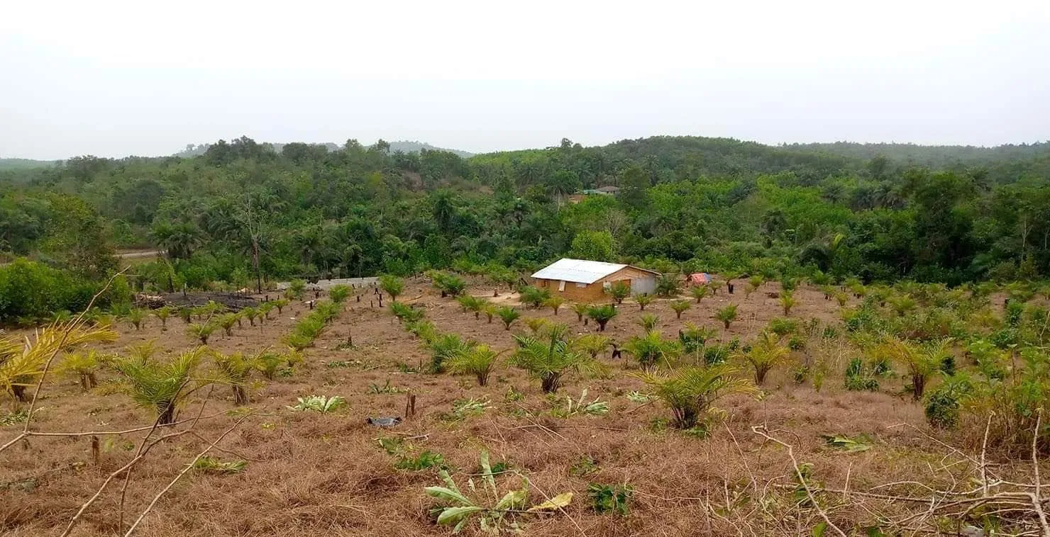 Young oil palms and the surrounding landscape at Bartuah Farms