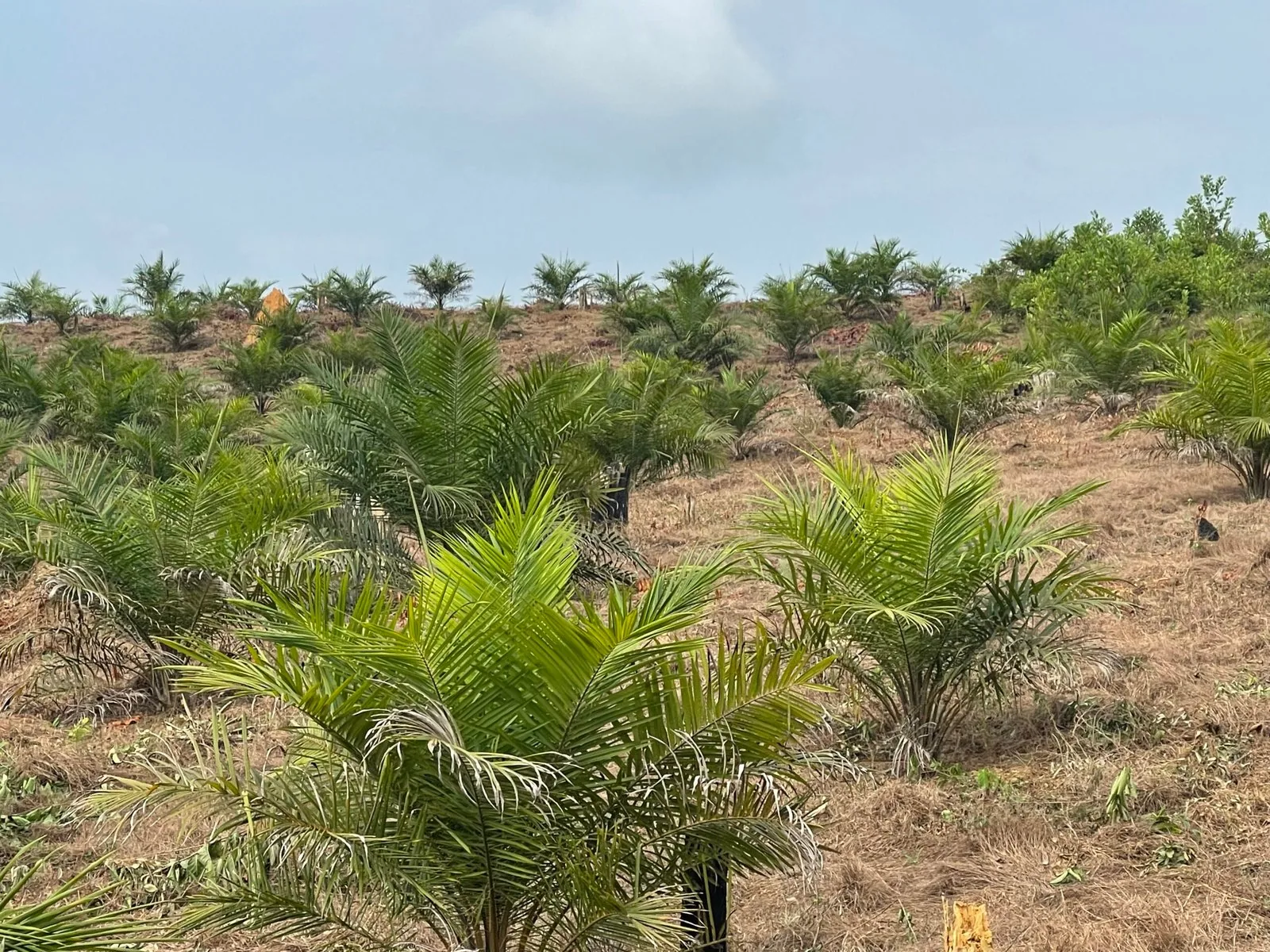 Young oil palms under establishment at Bartuah Farms in Grand Cape Mount County