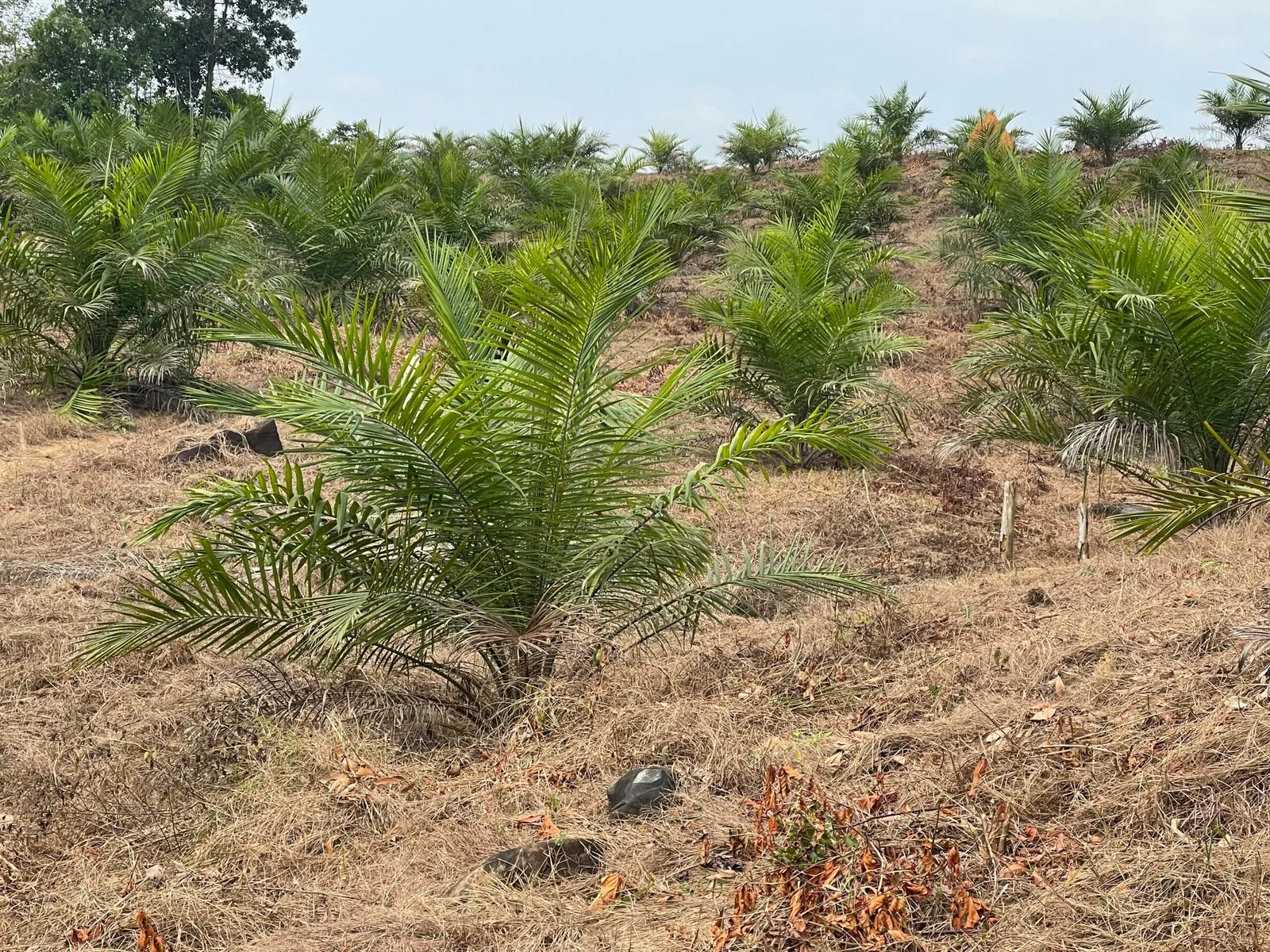 Rows of young oil palms at Bartuah Farms