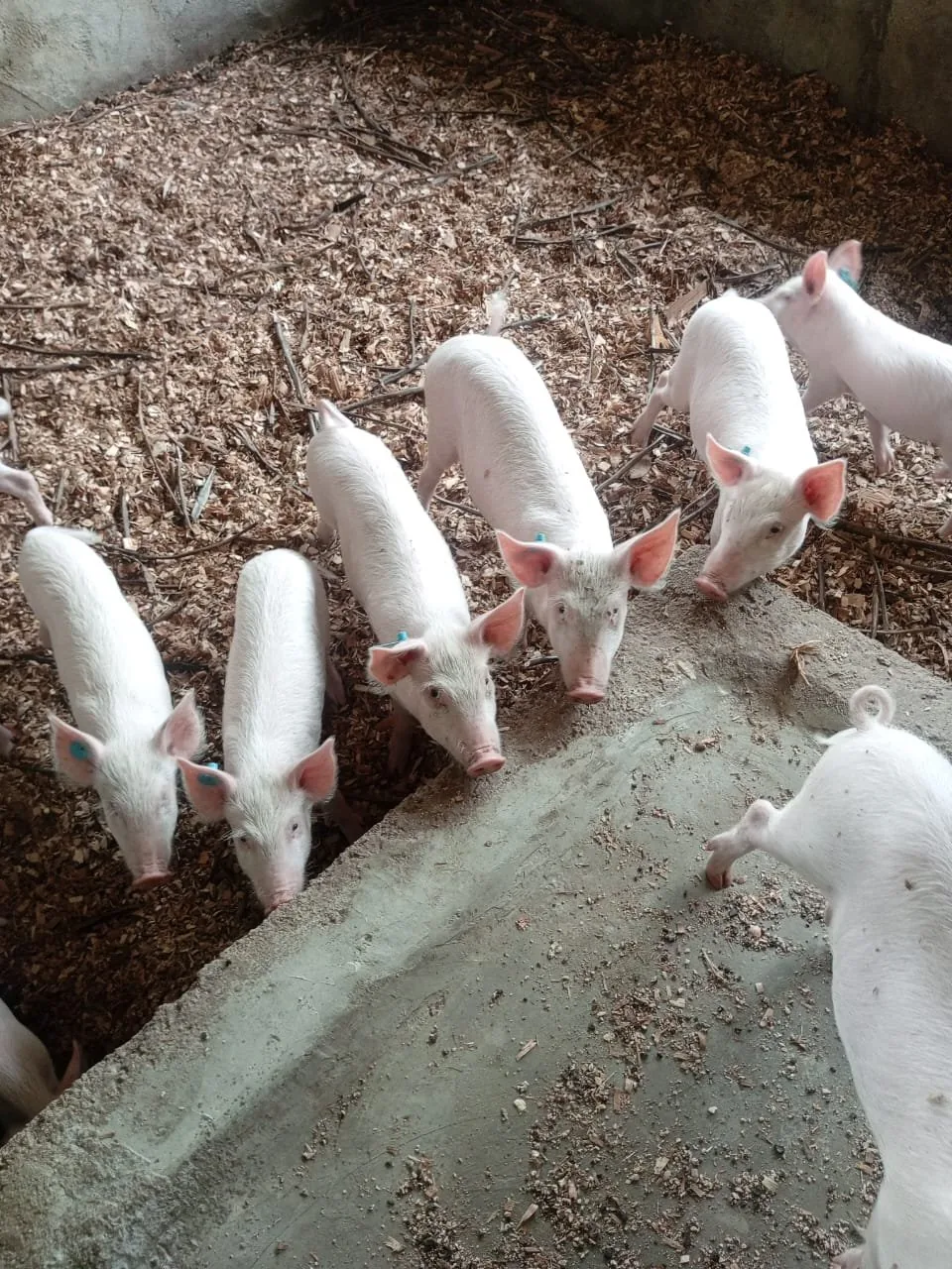 Pigs feeding at Bartuah Farms